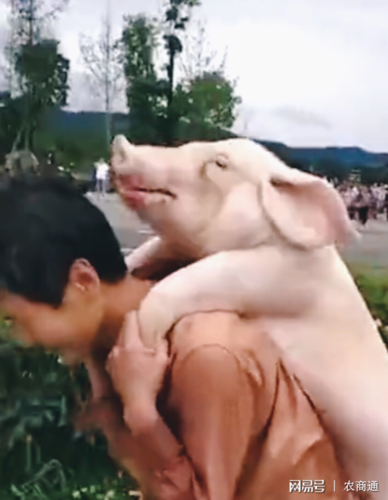 村民们一哄而上,跑出来"捞猪",一人背上背一头,可谓盛况空前,让人忍