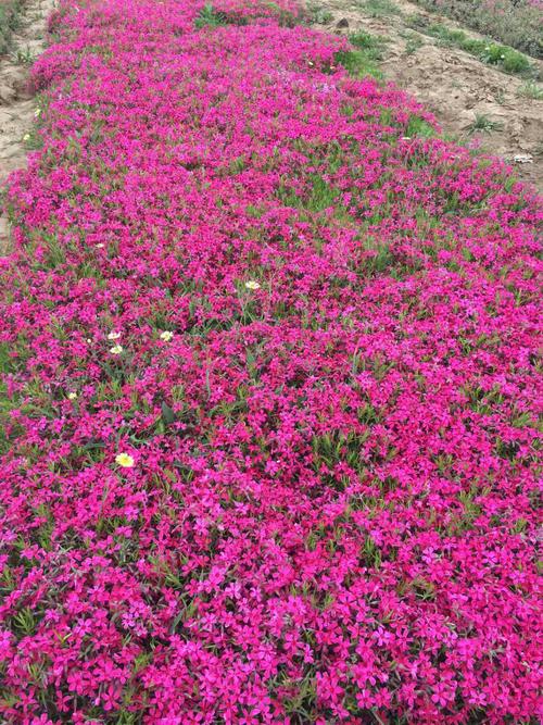 涵香花卉芝樱丛生福禄考芝樱丛生福禄考丛生福禄考种植芝樱种植丛生