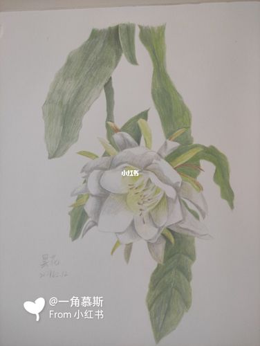 昙花——瞬间的永恒_彩铅_彩铅临摹_文化_绘画
