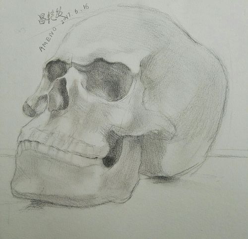 这么多素描头骨,总有一款适合您