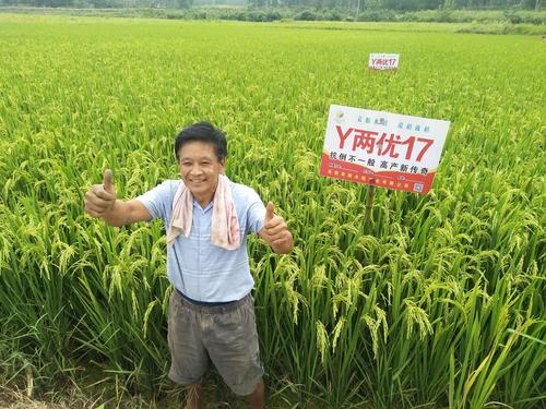 安徽袁粮种业《y两优17》你种倒;我发奖!购买电话:15137706336