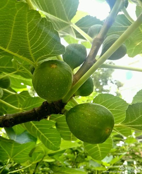 无花果.生命之果(养生篇)