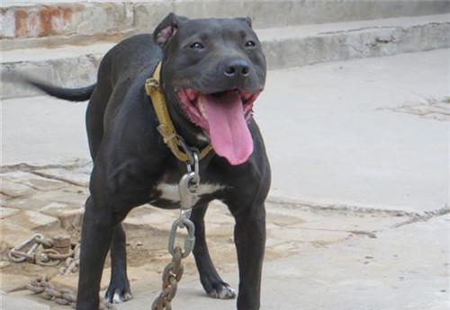 对于比特犬的了解估计大家都知道了,喜欢比特犬的原因