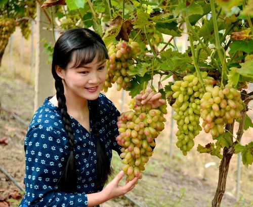村姑摘葡萄
