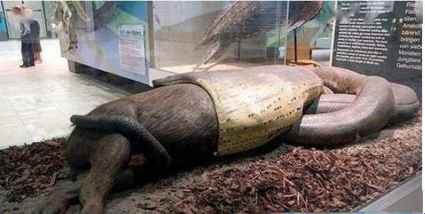 现实中的"狂蟒之灾",亚马逊丛林之王,世界上最大的蛇—森蚺