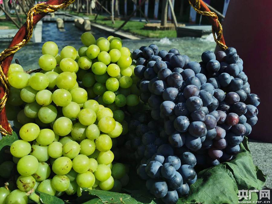 第十九届大兴采育葡萄旅游文化节开幕