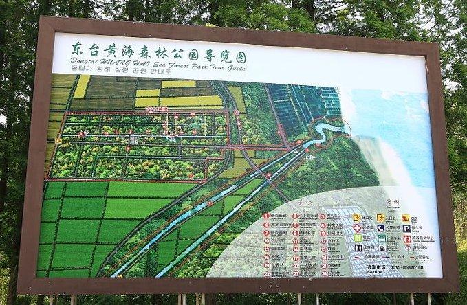 东台黄海森林公园图片