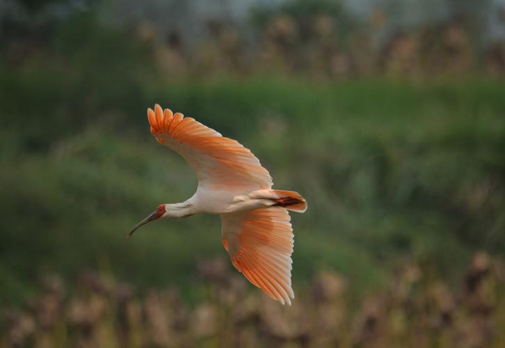 惊艳且稀有的朱鹮