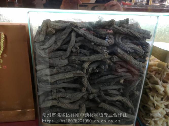 黑参是什么 黑参是人参的一种吗