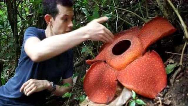 食人花真的会吃人吗?老外把手放进去后,下一秒就后悔了