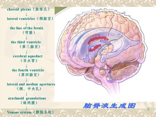 脑脊液ppt