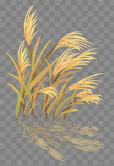 白露秋分芦苇蒹葭手绘