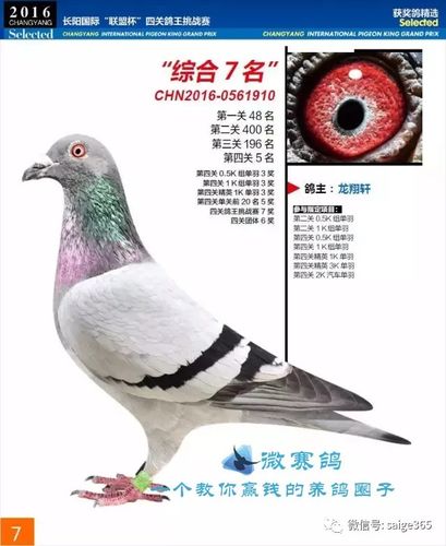 鸽赏图龙翔轩基础种鸽欣赏