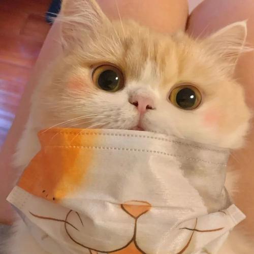 可爱头像 | 养一条狗 养一只猫