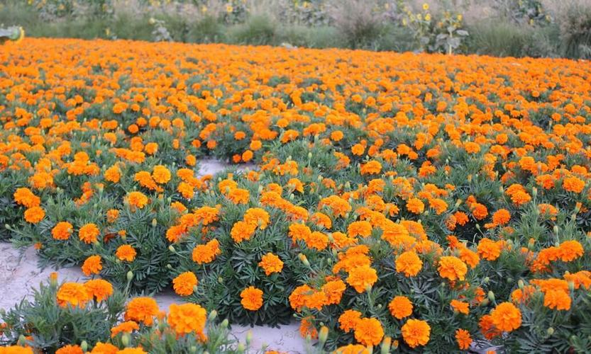 花海种植技术_专业的孔雀草提供商,当属粤三农