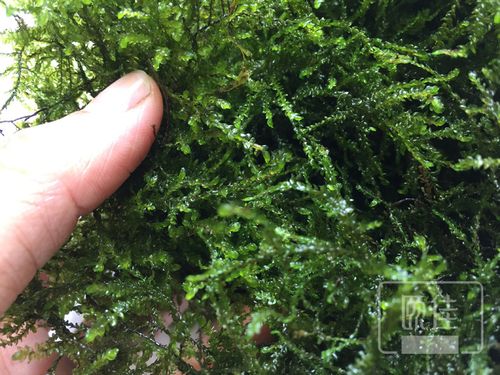 垂泪莫斯大三角散叶散装莫丝moss生态鱼缸造景鱼缸水草批发活体
