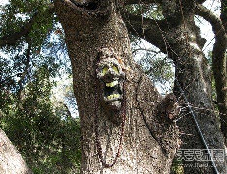 十天吞噬妇女 食人树真的吃人吗?