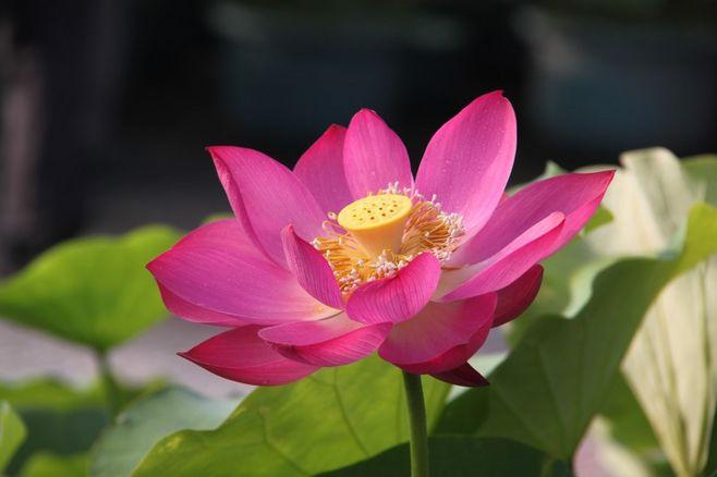 粉红色荷花图片