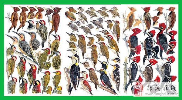 分布在我国四川,云南,福建等地的白腹黑啄木鸟为国家二级保护动物.