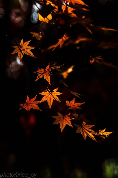秋叶-摄影-大米-poco摄影作品展示