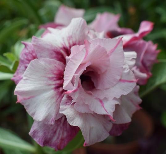 超高颜值的重瓣沙漠玫瑰