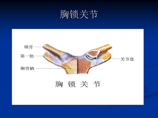 肩关节解剖及检查 详细ppt