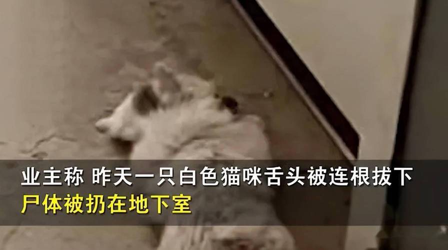 1小时内4只小猫被从高楼接连抛下!警方回应