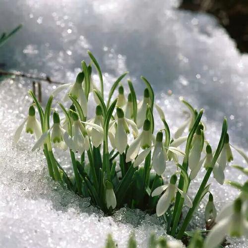其它 我的美篇 写美篇 雪花莲别称:雪滴花,雪铃花. 具有鳞茎.叶线形.