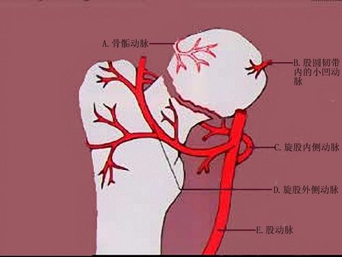 副主任医师(副高) 骨外科学(副高)  b,股圆韧带内的小凹动脉 c,旋股