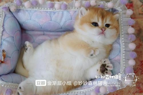 金渐层ny12弟弟 满月照