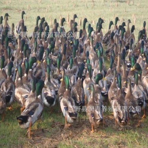 【福建特种养殖动物】养殖动物种苗野鸭(绿头野鸭苗)