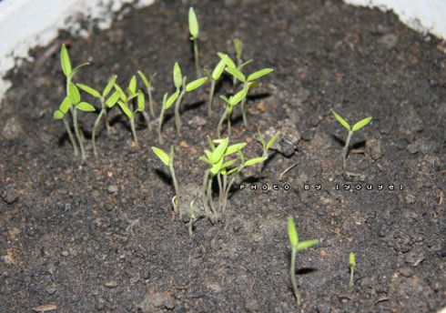 小番茄发芽过程简笔画