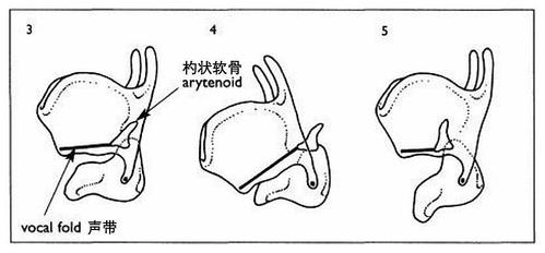 图3:中立或静止位置,图4:甲状软骨向前倾斜,图5:环状软骨向前倾斜.
