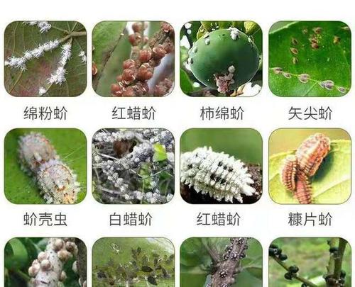 蚧壳虫怎样彻底消灭?