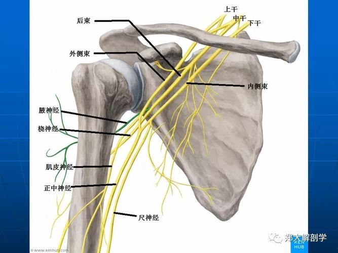 肩关节应用解剖