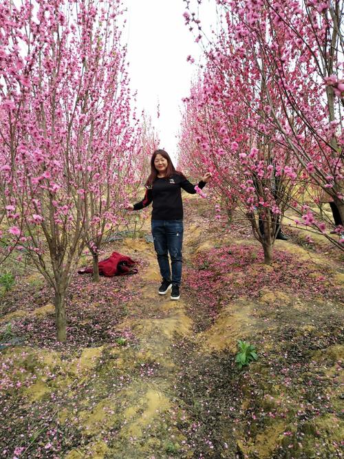安州区乐兴镇百花园赏花.
