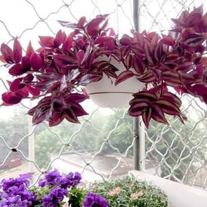 紫叶吊竹梅盆栽绿植花卉吊兰苗紫叶子花卉水培家庭阳台办公绿植