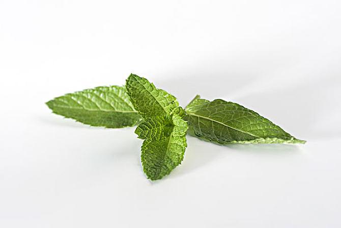 薄荷