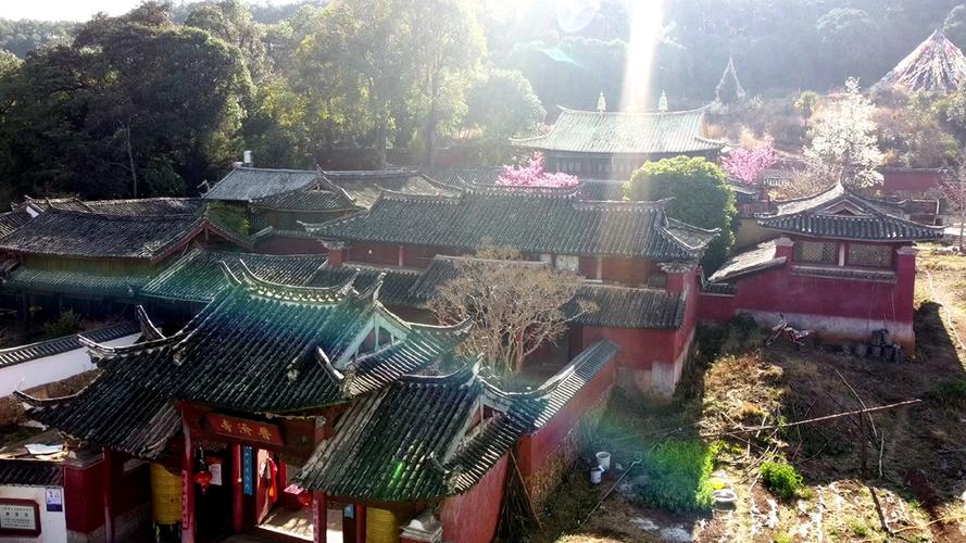 先有树再有寺 普济寺310年樱花绽放 三多节引领丽江春天