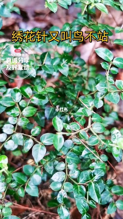 中草药识别绣花针又名鸟不站.