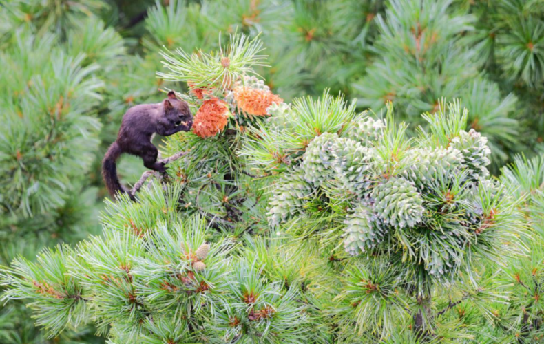 【黑龙江林业报】走进丰林原始红松林