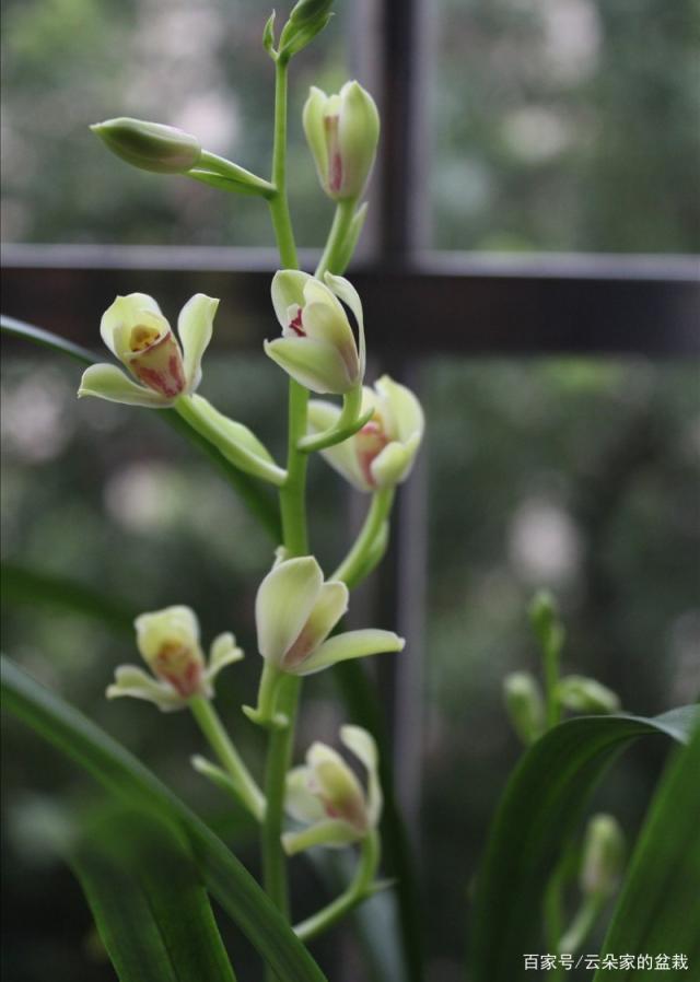 建兰顶级"珍品"——青神梅,惊鸿绝艳,楚楚动人,收藏价值极高