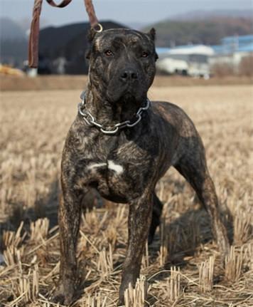 这种犬和引进的英国马士提夫犬(獒的一种)杂交形成了加纳利犬.