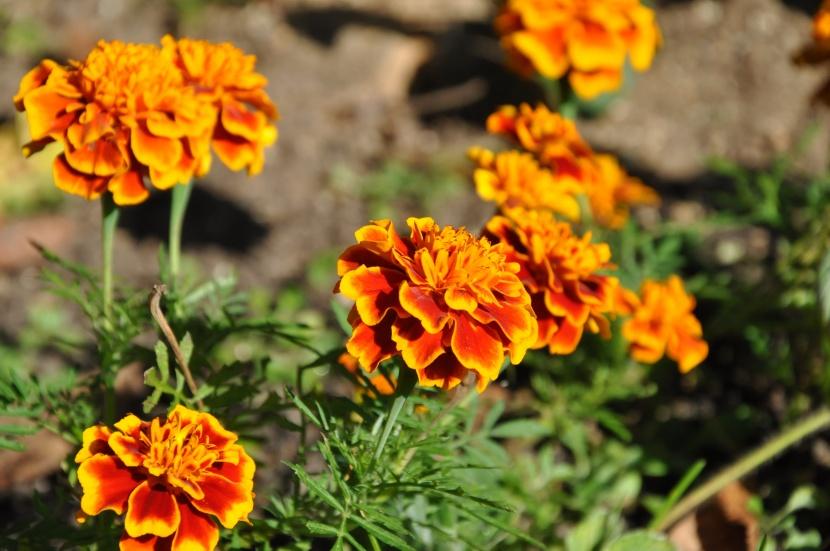 花色丰富的孔雀草图片第5张