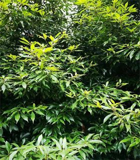 阿勒泰60公分小叶金丝楠木树生产厂商联系方式