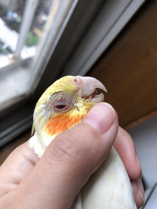 单眼伤风_鹦鹉_玄凤_玄凤鹦鹉_宠物_宠物其他