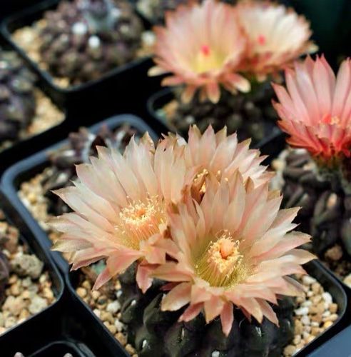 四海园艺雷头玉仙人球智利球属紫稀有品种红花多肉植物