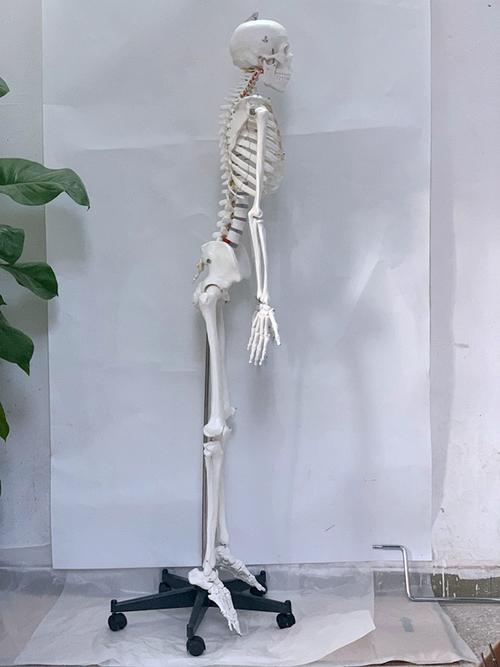 人体全身骨骼模型170cm骨架1:1结构脊柱骷髅架子关节