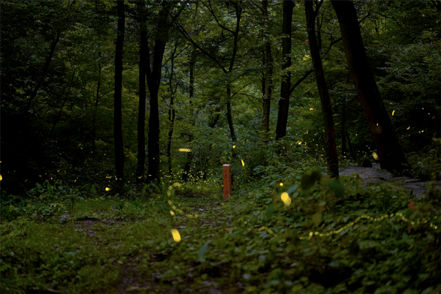 征集|萤火虫体验征集活动开始啦!门票,餐饮,住宿免费送!