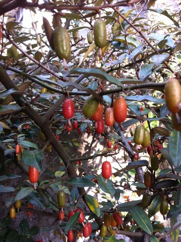 4条回答  2012-02-03 13:20 薛进泽|十七级 胡颓子 胡颓子,别名半春子